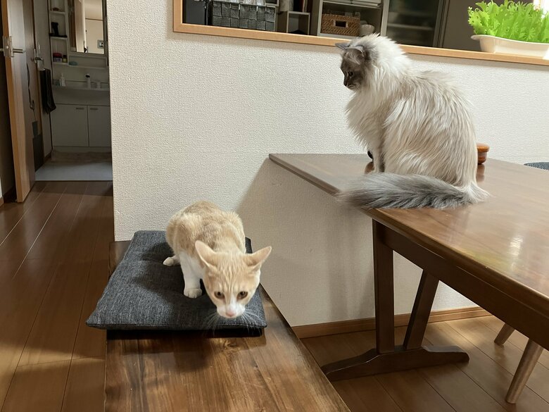 マーヴェリック(左)とシアン