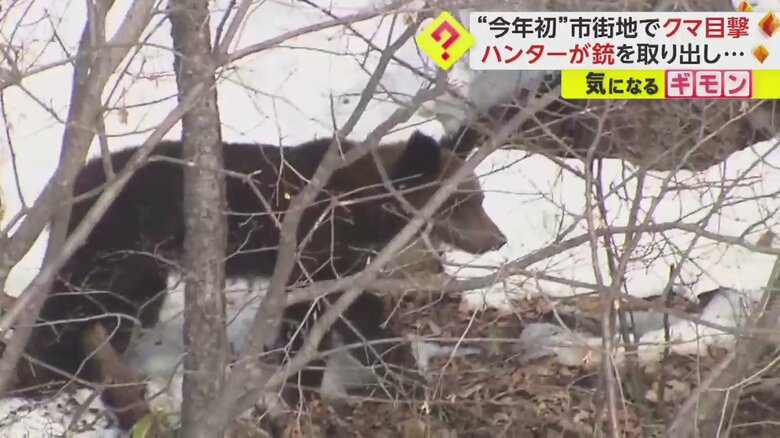 雪が残る斜面をゆっくりと歩きながらカメラの方を見るクマ