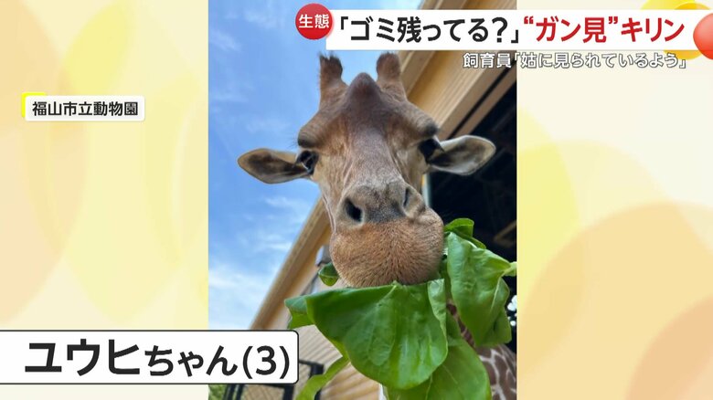 まるでドラマのしゅうとめのように飼育員をガン見していたユウヒちゃん
