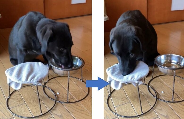 別の日の水飲み後に自ら口を拭く様子