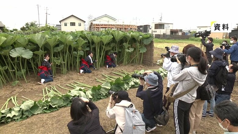 あきた観光レディーが秋田フキを刈り取っている様子