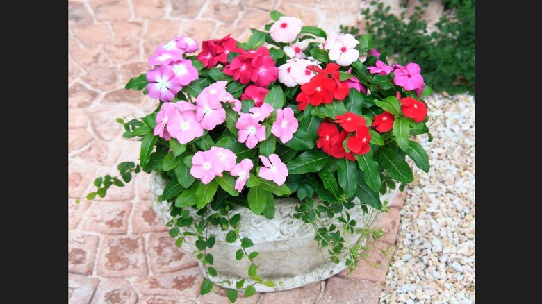 ニチニチソウのサンダー（提供：サカタのタネ）