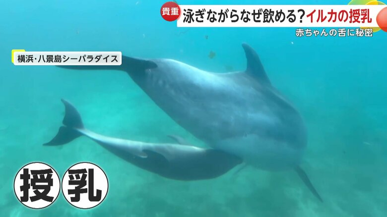 母親のおっぱいを飲む赤ちゃんイルカ（提供：横浜・八景島シーパラダイス）