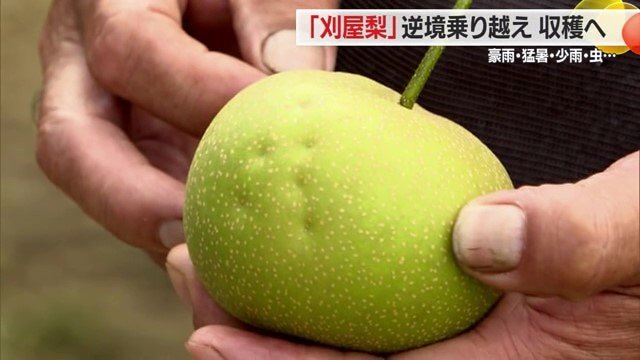 カメムシにやられた実は売り物にならない。小松さんの園地の収量は約2割減る見込み