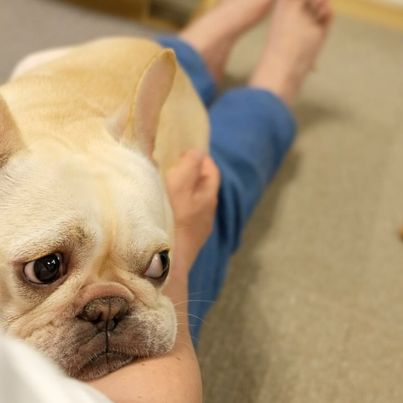 家では飼い主にベッタリ（提供：むぎさん）