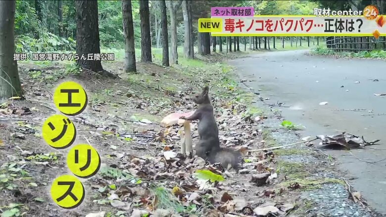 毒キノコに駆け寄ってきたエゾリス