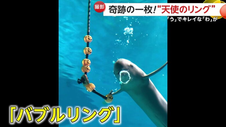 空気の輪を口から吐き出す“バブルリング”が大得意のひびき