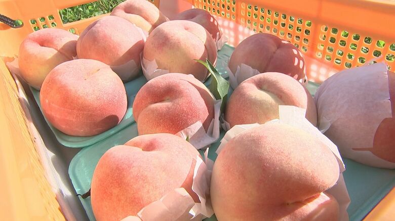 濃い甘味が特長のモモ「紅くにか」