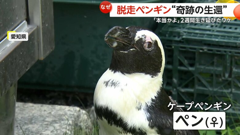 海岸でイベントの撤去作業中に行方不明になってしまったケープペンギンの「ペン」