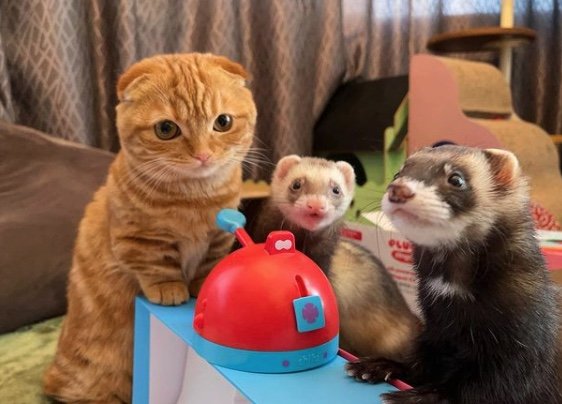 提供：IG @hinako_munchkinさん