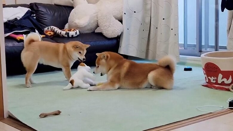 こむぎくんのストップがかかった！