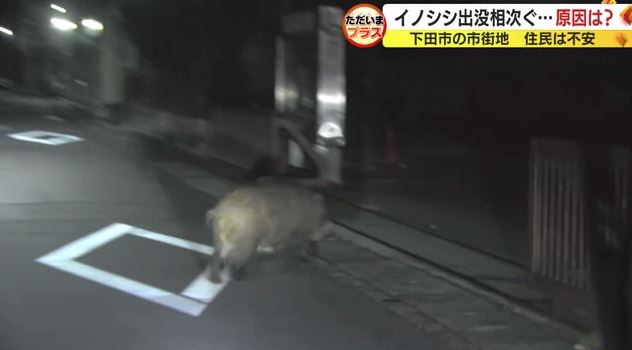イノシシを追跡する車から撮影（11月20日）