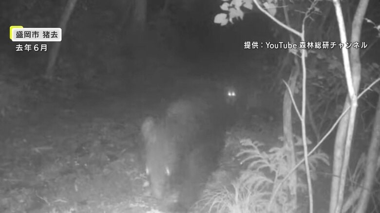クマの後ろを歩く動物はキツネ（提供：YouTube森林総研チャンネル）