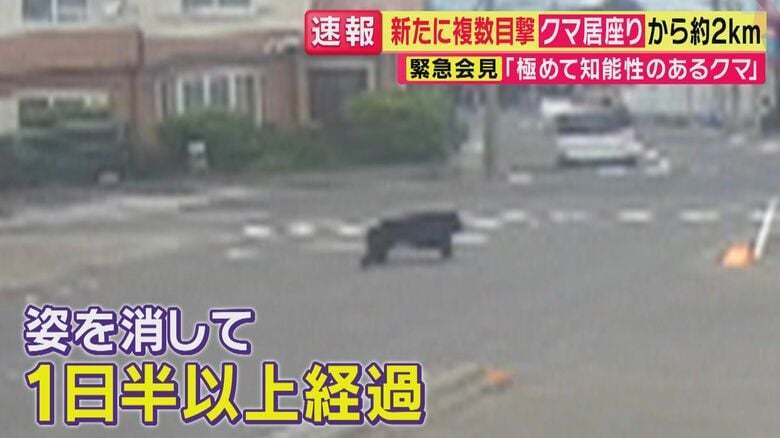 今回のクマは比較的若い個体