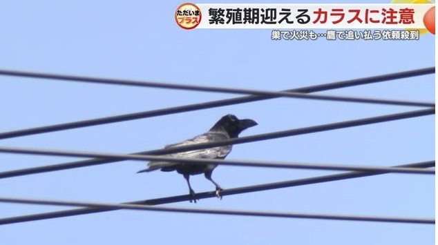 電線にとまるカラス