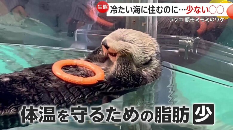 グルーミングという行動（映像提供：マリンワールド海の中道）