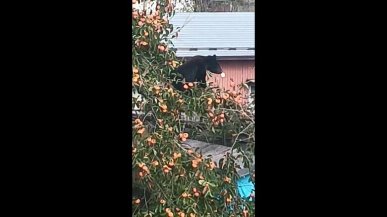 柿の木に登り実を食べるクマ（視聴者撮影）