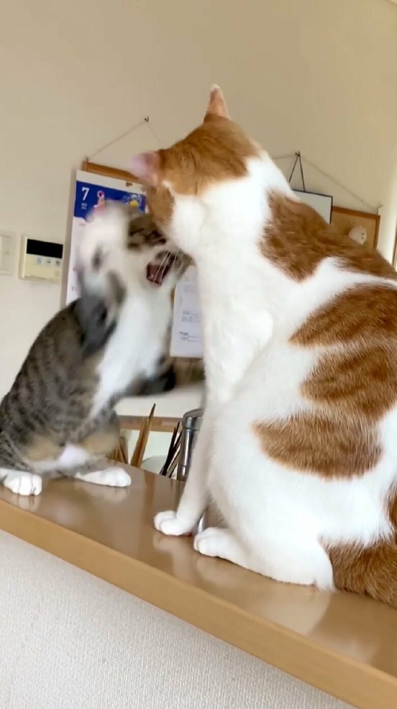 負けじとパンチを繰り出す大三くん