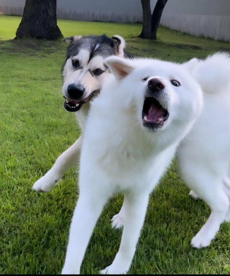 本気で遊ぶと顔面が崩れてしまうというユキちゃん