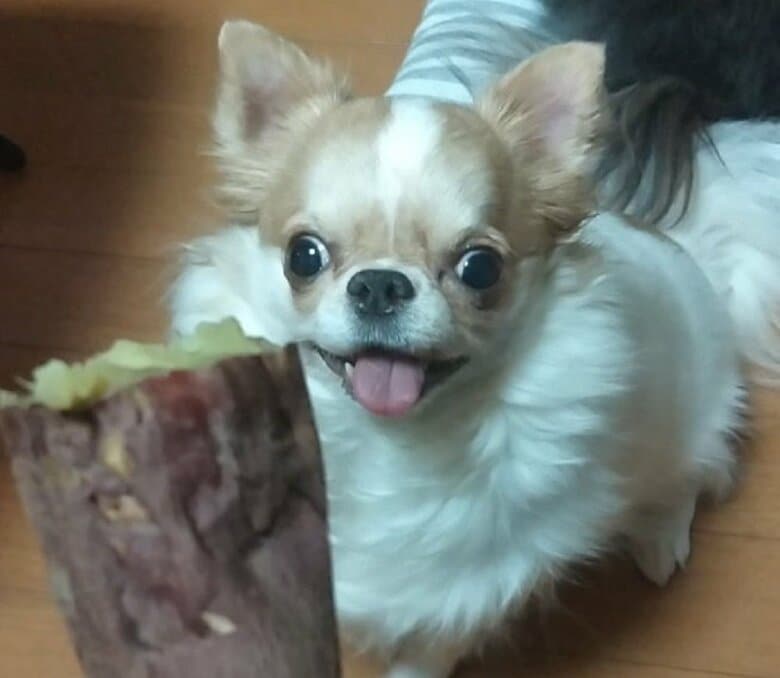焼き芋が大好き