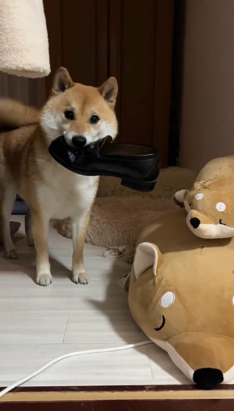 ジッと見つめてくる