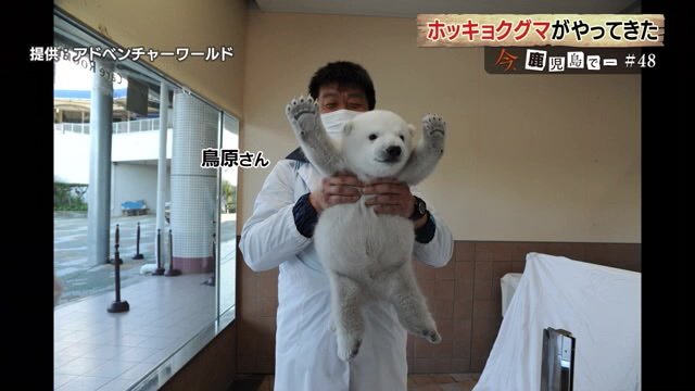 まだ幼い時のホッキョクグマ「ライト」