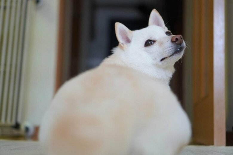 キュートなお尻