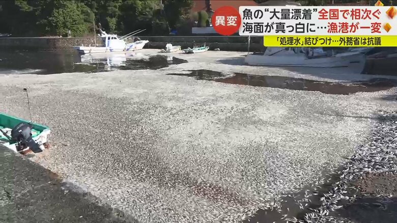 大量に打ち上がったカタボシイワシ