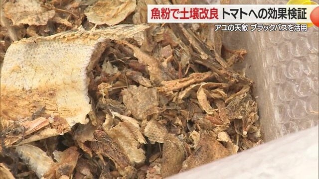ブラックバスも命ある生き物。ただ捨てるのではなく粉末にして土壌改良に活用することに