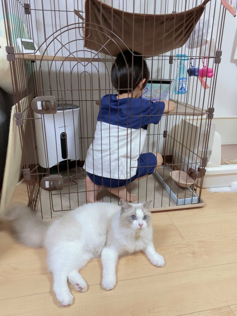 ルカくんのケージに入る息子さん。落ち着くという