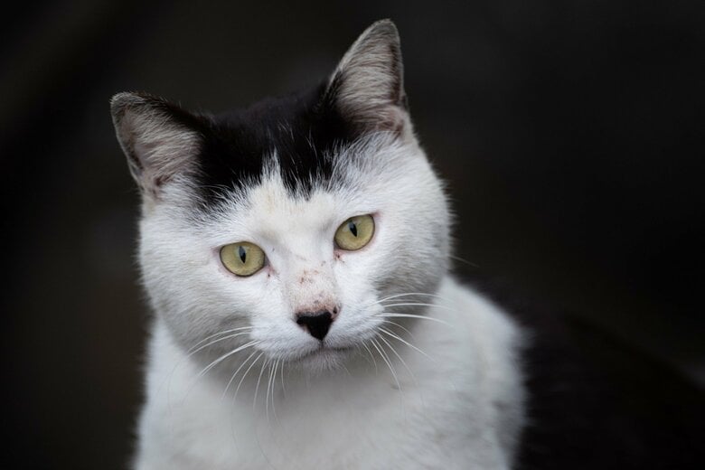 「前髪」（画像はイメージ）