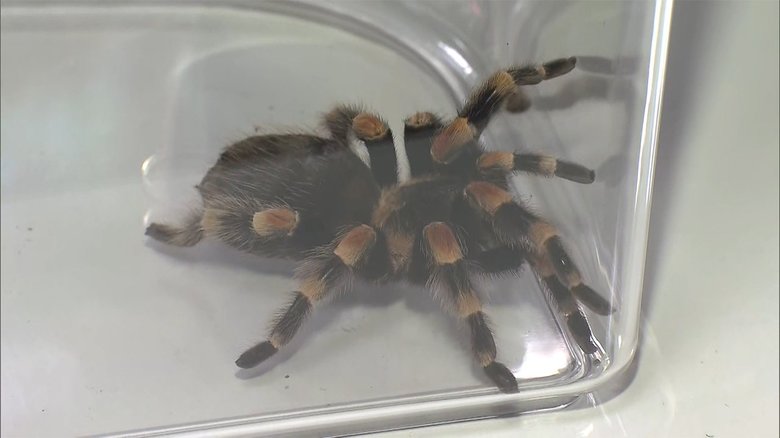 タランチュラを捕獲 排水溝の中に... 茨城・日立市