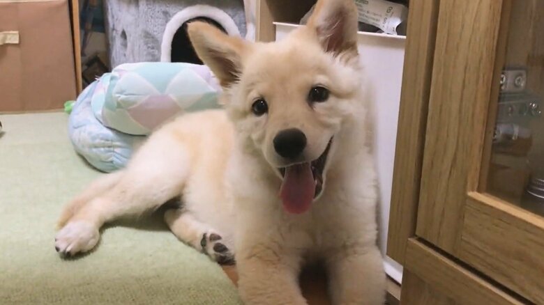 子犬時代のつるちゃん