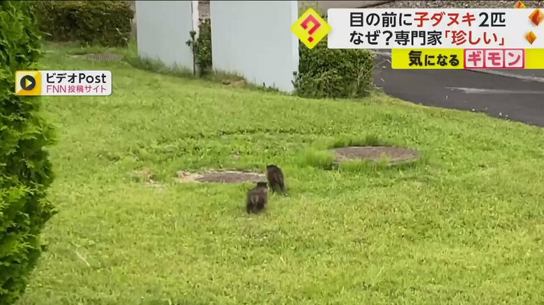 子ダヌキが盛岡市立病院の敷地を走り回る