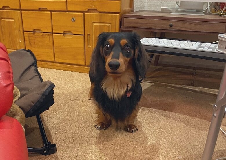 「どうして今日お散歩行かないんですか」と不満そう