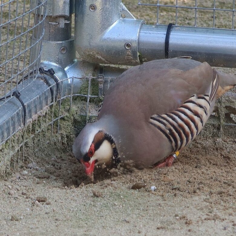 掘る（提供：松江フォーゲルパーク）