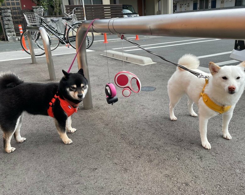 提供：柴犬のくぅとそらさん
