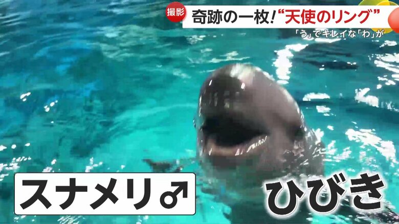 スナメリという小型のイルカ「ひびき」