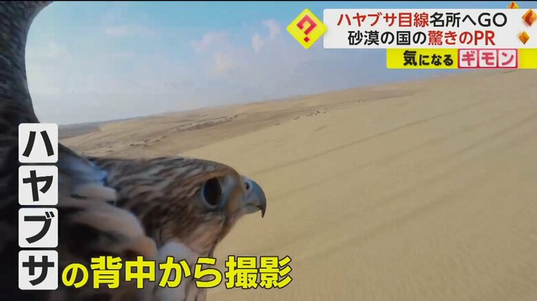 広大な砂漠など、カタールの観光名所を飛び回るハヤブサの背中から撮影された動画