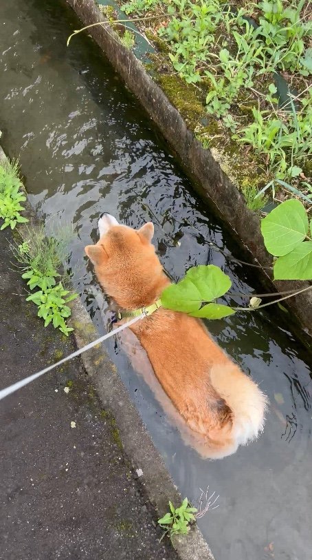提供：柴リアンハスキーもちごめ兄弟さん