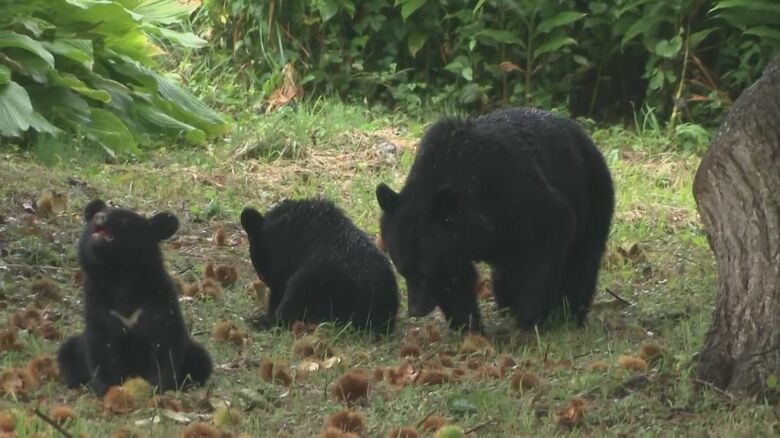 9月、クリを食べるクマの親子（八幡平市・安代中学校からわずか50m）