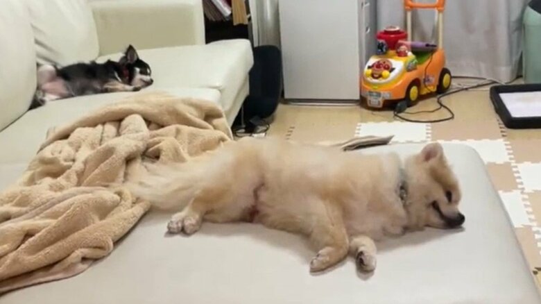 ワンちゃんたちは同じ姿で眠ることも