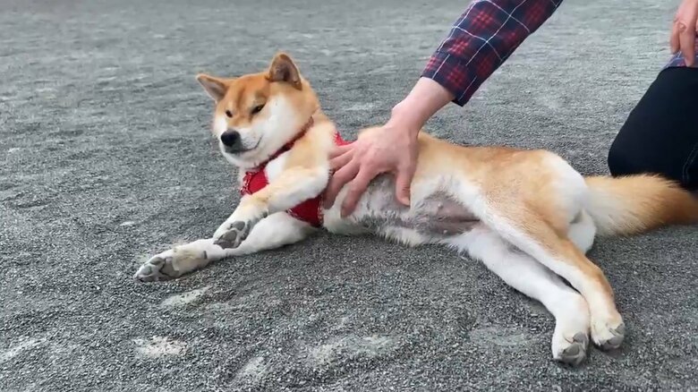 ドッグランにきたが走る気ゼロ