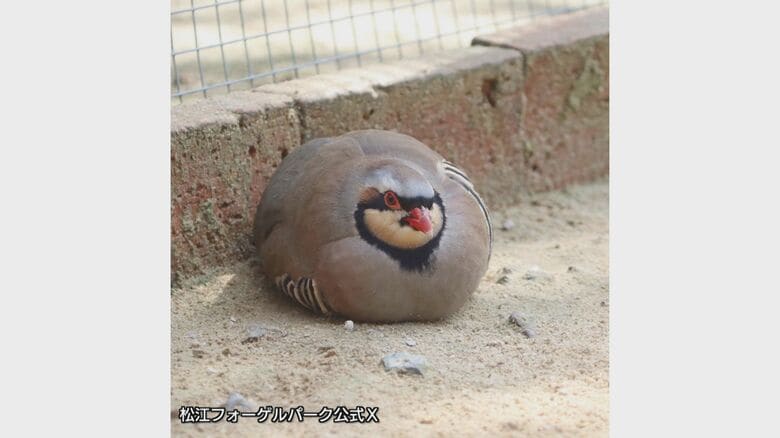 まるで大福餅！？イワシャコ