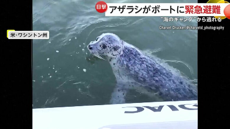 アザラシが命がけで助けを求める瞬間（12日、アメリカ西部・ワシントン州）