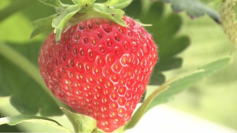 夏秋イチゴ（7月撮影）