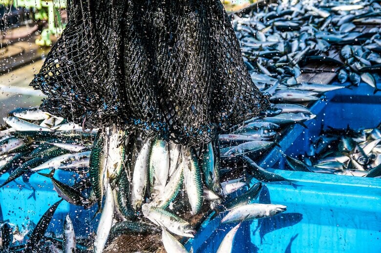 輸入依存度の高い魚種のひとつであるサバ（画像：イメージ）