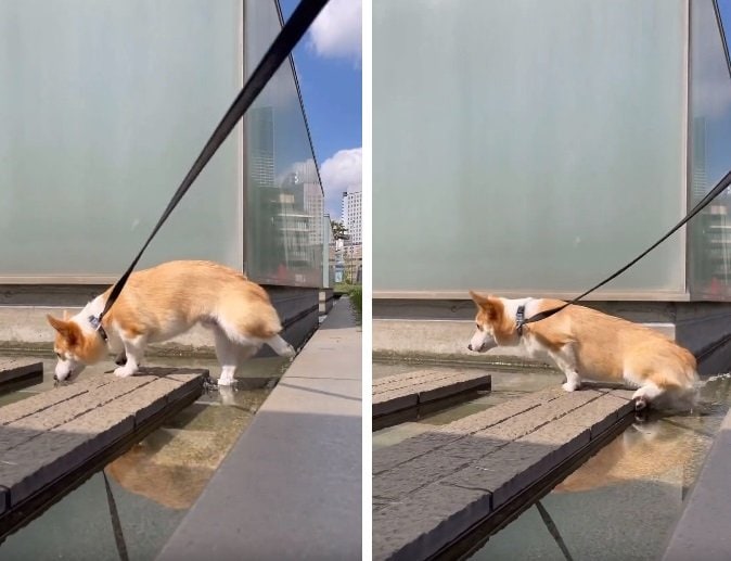 後ろ足がボチャン！