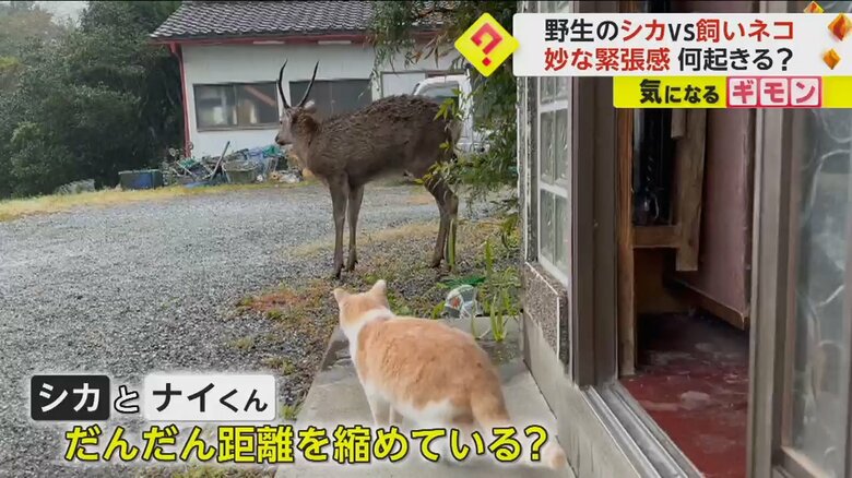 思い切って部屋から出て、野生のシカにそろりと近づいたナイくん