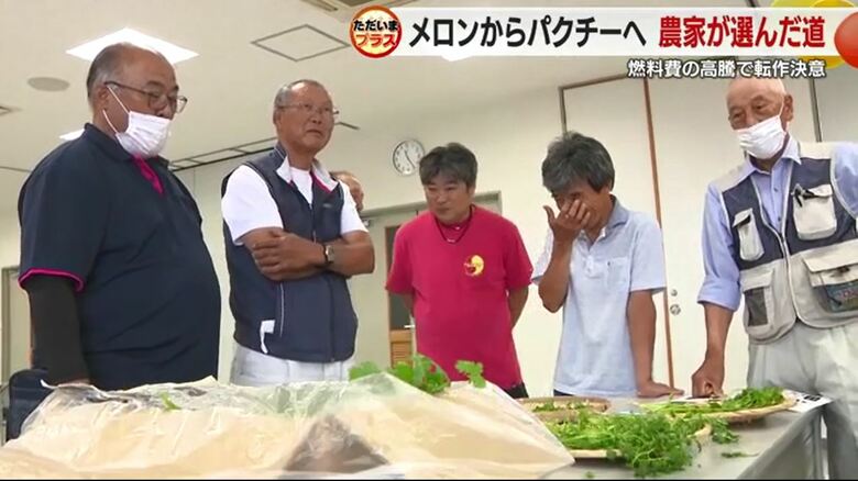パクチー目揃え会に参加した生産者